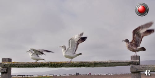 Seagulls