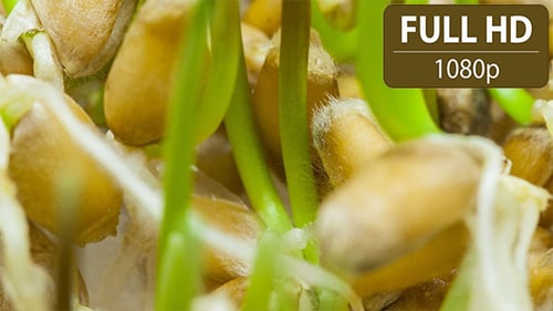 Wheat Seed Germination Macro Close Up
