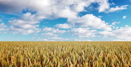 Ears of Wheat