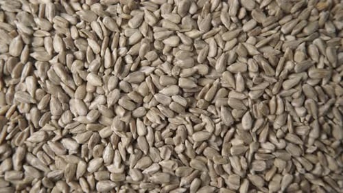 Close Up Footage of Sunflower Seeds