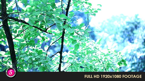Forest 17