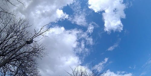 Clouds Pass Over Bare Trees on a Sunny Day