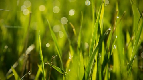 Gras mit Tau