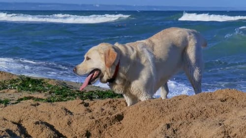 Happy Dog Digging on Sandy Beach Near Ocean