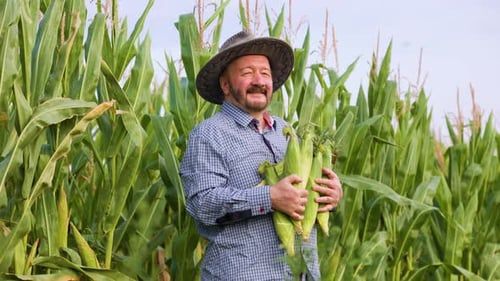 Side View Proudly Standing Elder Farmer Holding Corn Crop Turns Head and Looking at Camera