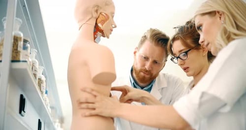 Medical Professionals Studying Anatomy Model in Workplace