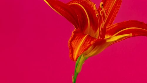 Orange Lily Blossom Time-lapse on a Pink Background