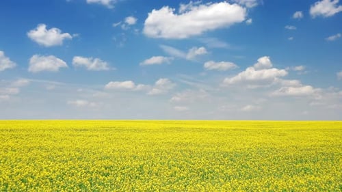 Drone Shot of Picturesque Environment with Vibrant Colors for Motion Wallpaper
