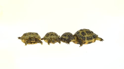 Gruppe von Schildkröten isoliert auf weißem Hintergrund im Studio.