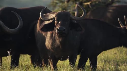 Buffalo in a herd at sunset. African wildlife, shot in Kenya