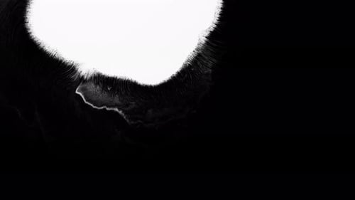 Abstract White Ink Bloom on Black Background