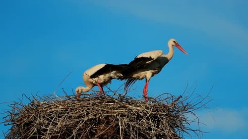 Adult European White Stork Ciconia Ciconia Sitting In Nest In Sunny Spring Day