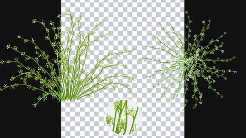 Organic Plant Growth Animation with Alpha Channel