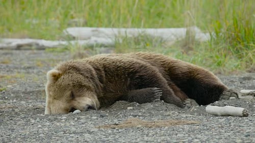 Brown Bear Relaxing Peacefully on a Pebble Beach