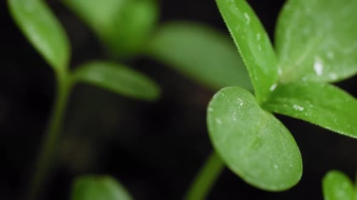 Wet Leaves of Seedlings