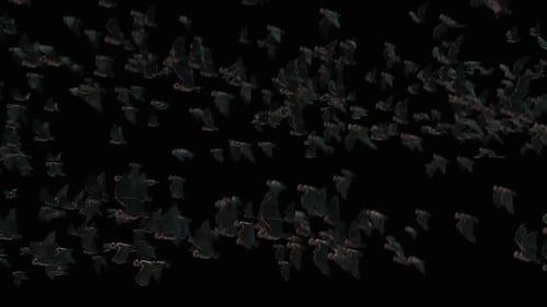 Halloween Swarm of Flying Bats Animation