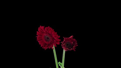 Blooming Red Gerbera Flowers Time-Lapse on Black Background