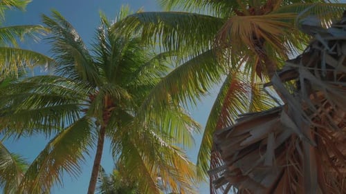 Jamaica Palm Trees Swaying In The Wind On Beautiful Sunny Day