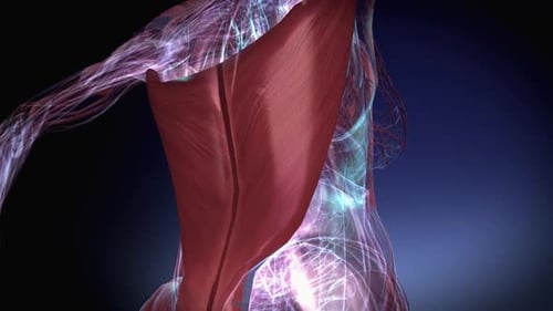 Futuristic 3D Animation of Human Back Muscles and Nerve System