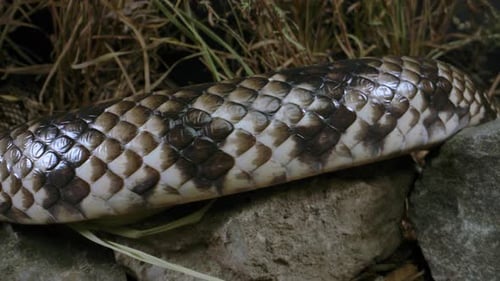 Patterned Scales of a Snake Resting on Rock