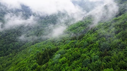 Clouds Above Mountain Forest Flying Through the Magical Summer Forest at Rainy Weather Aerial View