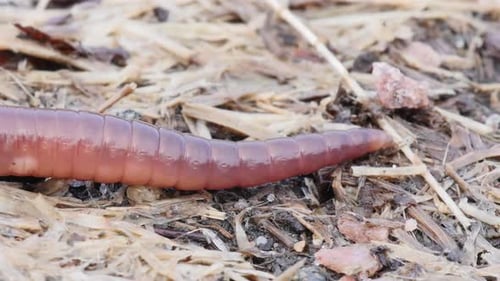 Regenwurm