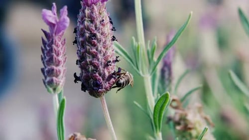 Bee Collecting Pollen on Purple Flower Close Up