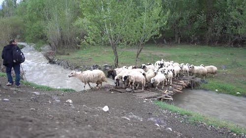Sheep