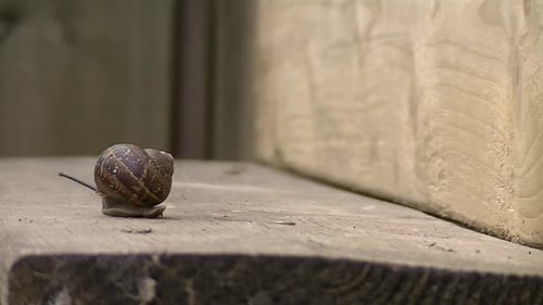 Schnelle Straßenrennen-Schnecke.