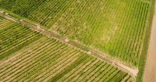 Vista aérea de la producción de video de viñedo
