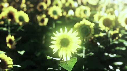 Beautiful Field of Blooming Sunflowers Against Sunset Golden Light