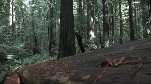 Fallen Tree Trunk Of Redwood Tree In Forest. Slow Dolly Forward