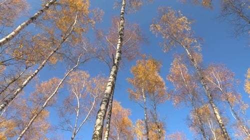 Herbst