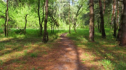 Laufen auf einem Pfad im grünen Wald. Pov eines Wanderers, der auf dem Wood Trail geht.