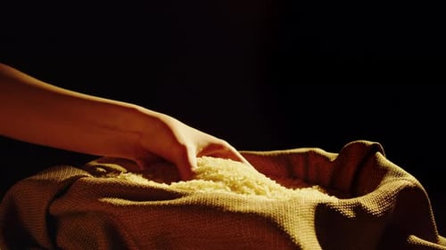 Hand Scooping Rice from Burlap Sack