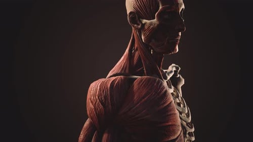 3D Human Anatomy Rotation Showing Muscles and Skeleton