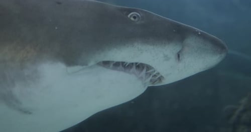 Close-Up of a Shark Underwater