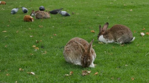 Rabbits pidgeons and Guinea pigs in the grass outdoor animal 4K 2160p 30fps UltraHD video - Bunny a