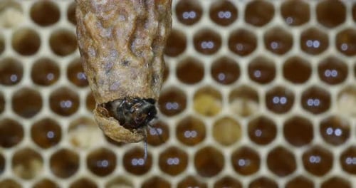 |European Honey Bee, apis mellifera, Emergence of a Queen, Bee Hive in Normandy, Real Time 4K