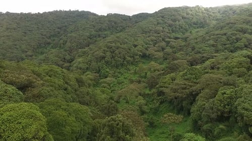 Aerial view of a forest