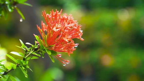 Tropical Orange Flower with Water Droplets in Nature