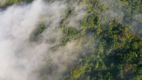 Morning Fabulous Fog That Covers the Mountains. Aerial Top View of Green Trees Covered with Thick