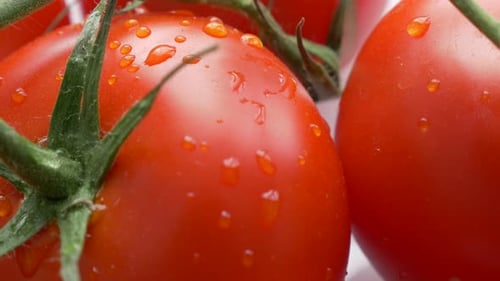 Wet Tomatoes on the Vine, Macro Close-up