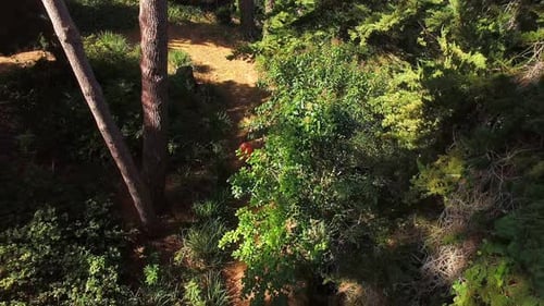 Man jogging on forest path