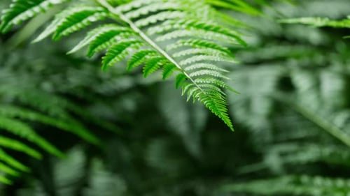 Footage of fern leaves with bokeh in the background. Close up of fern twig.