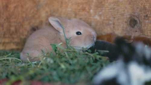 Cute Baby Bunny Rabbit in Hay