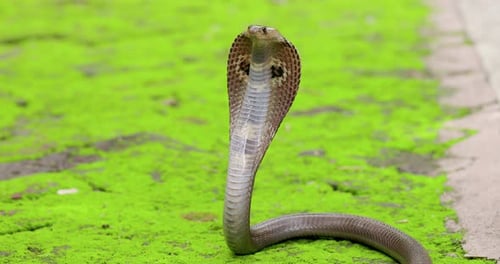 Indian spectacled Cobra snake with hood up mid shot green surroundings alert