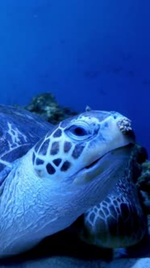 Großes Aquarium mit ungleichmäßiger mehrfarbiger Beleuchtung, in dem große Meeresschildkröten unter Wasser schwimmen