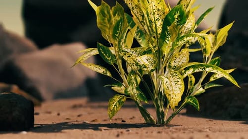 Plante verte à Sand Beach