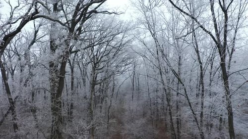 Waldweg im Winter